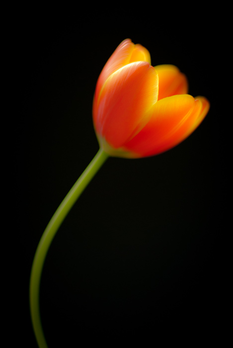 tulip flame