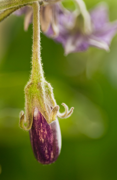 baby eggplant