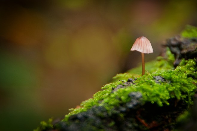 mushroom
