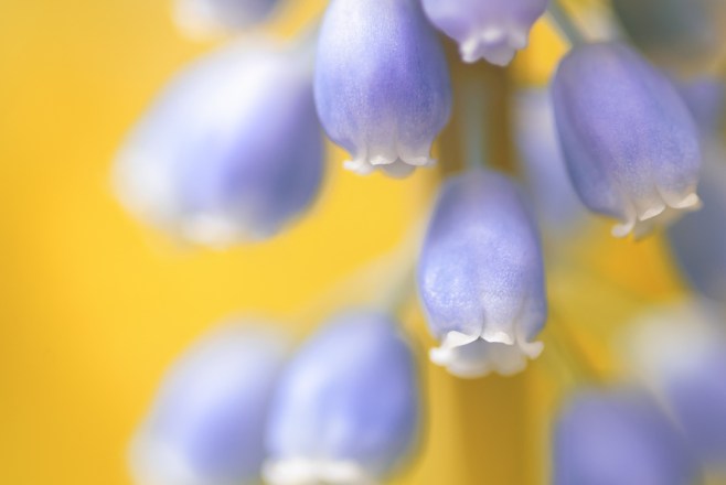 grape hyacinth