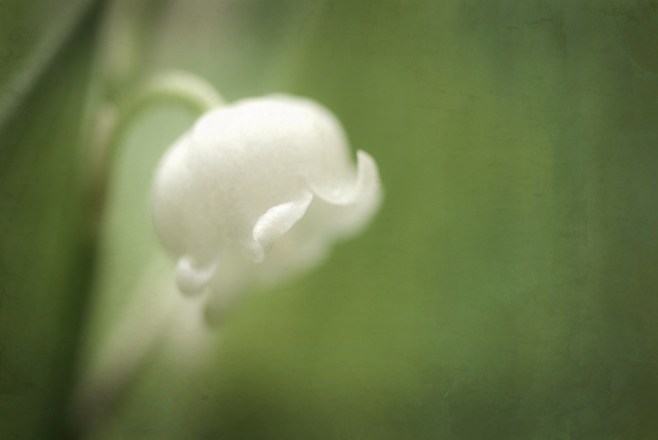 lily of the valley