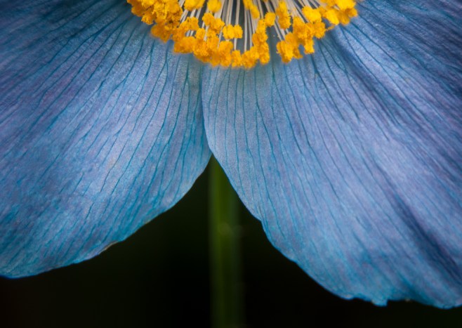 blue poppy