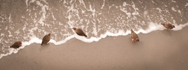beach birds