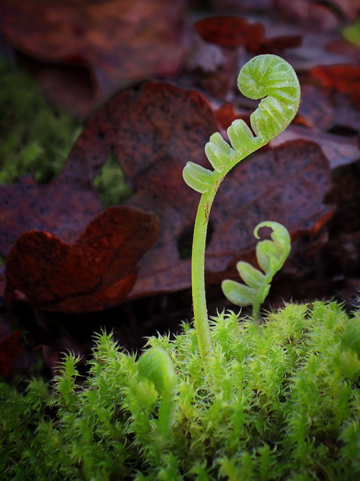 fern frond