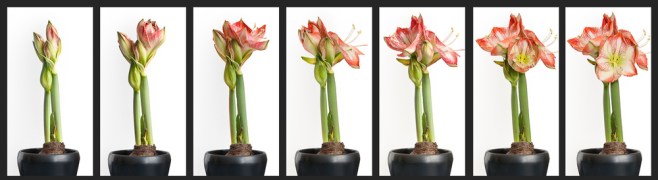 amaryllis