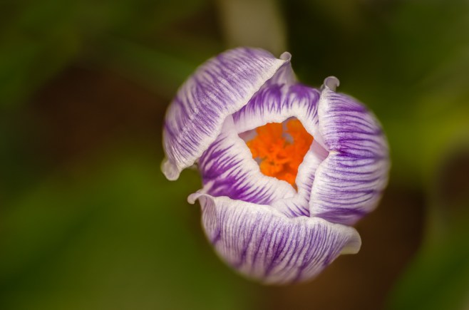 crocus