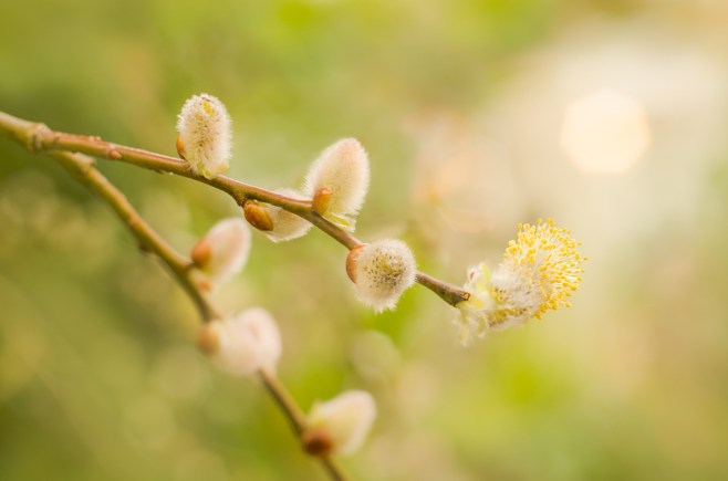 yellow pussywillow