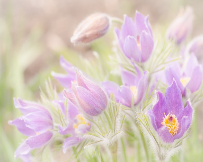 pasque flowers