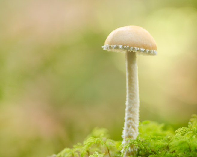 sweet shroom in a tiny tutu