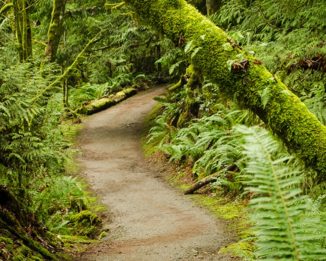 rainforest path