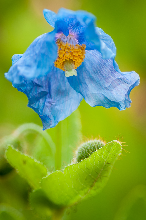 mama and newborn poppy