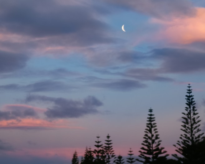 Norfolk pines at dusk