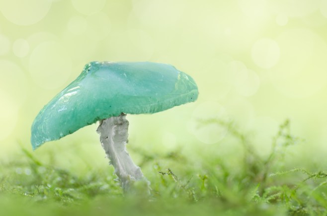 turquoise mushroom