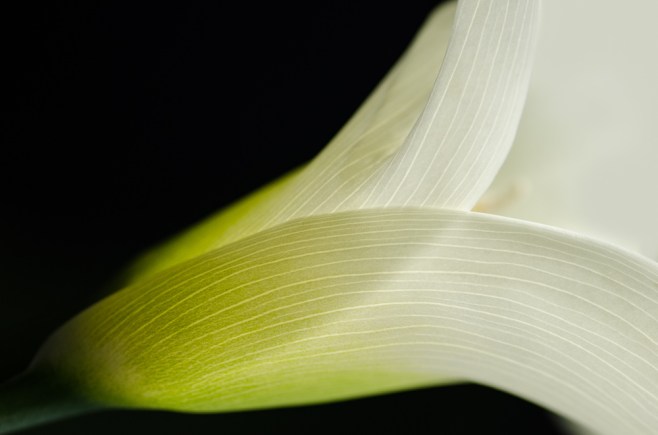 calla lily 3