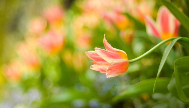 spring tulip
